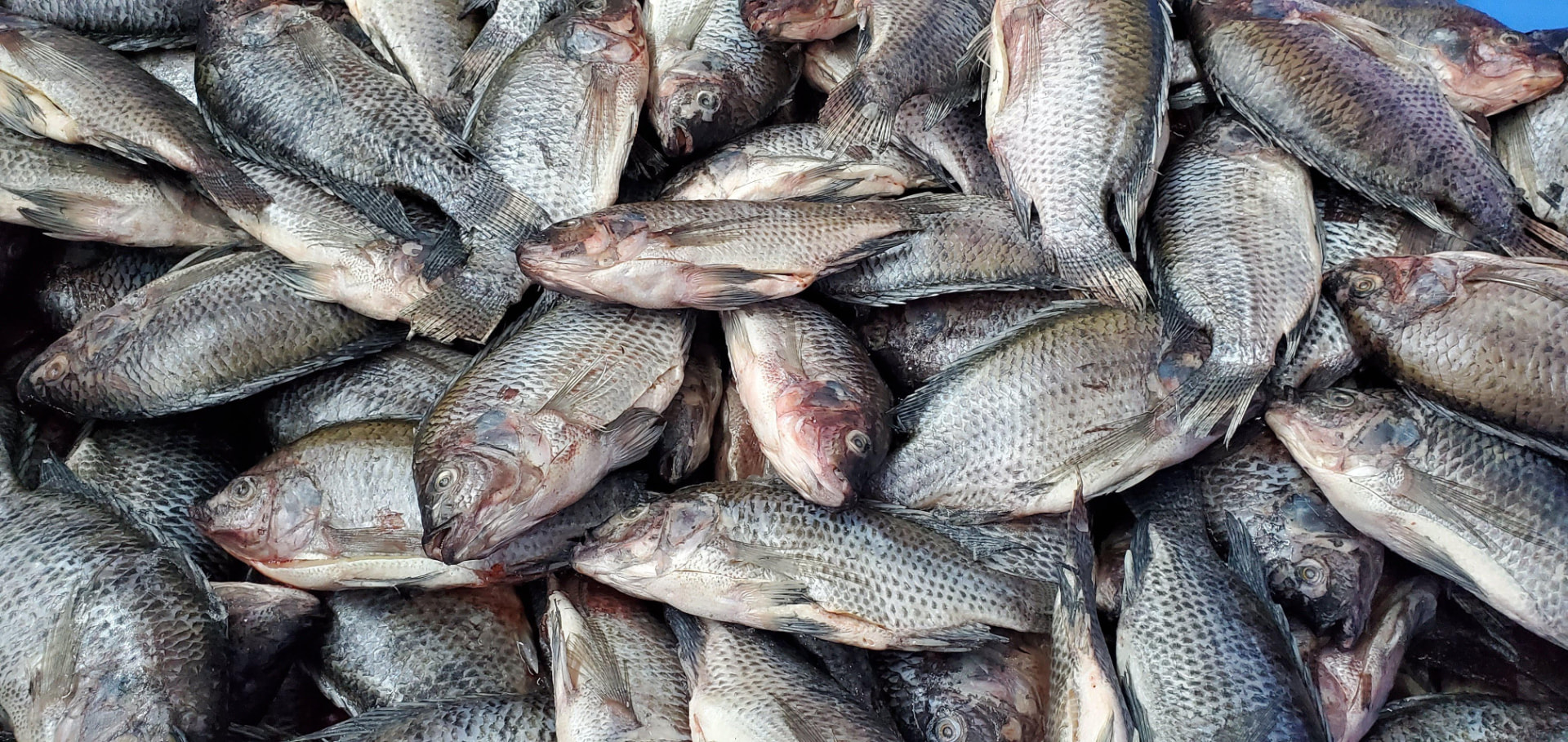 White fish