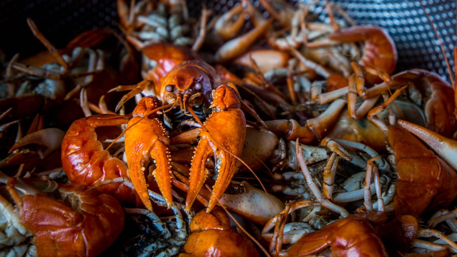 Shellfish